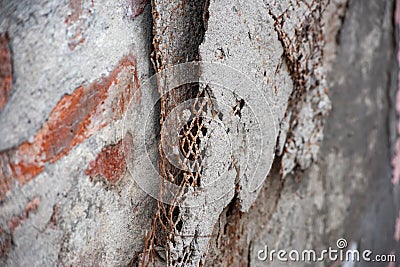 Damaged reinforced lattice on the wall Stock Photo