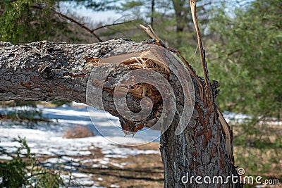 Damaged Tree in Snow has Fallen Stock Photo