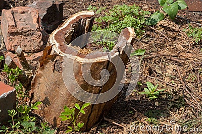 Damaged Tree Stump Stock Photo