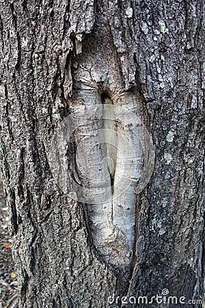 Damaged Tree with Healed Wood Knot Stock Photo