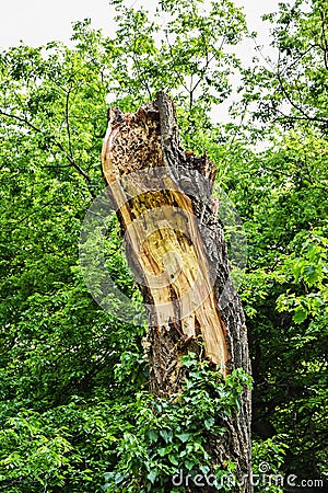 Damaged tree Stock Photo