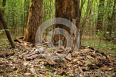 Damaged trees beetle bark beetle. Trees with damaged bark in the forest Stock Photo