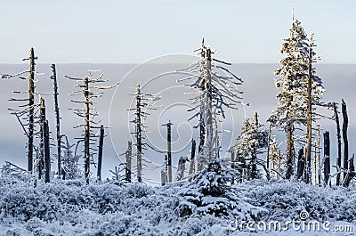 Damaged trees with inversion weather, Giant Mountains Stock Photo