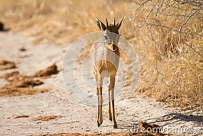 Damara Dik-Dik Stock Photo