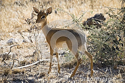 Damara Dik Dik, Africa's smallest antelope Stock Photo