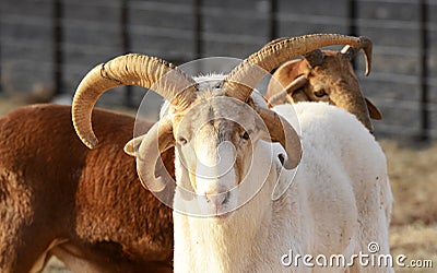 DAMARA SHEEP Stock Photo