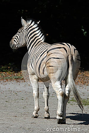 Damara zebra Stock Photo