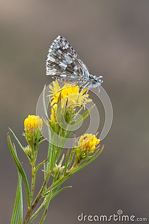 Damas immaculata butterfly on a blade of grass early in the morning Stock Photo