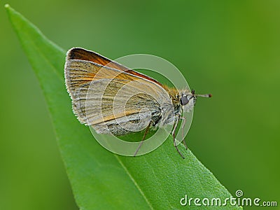 Damas immaculata butterfly on a blade of grass early in the morning waiting for the first rays of the sun Stock Photo