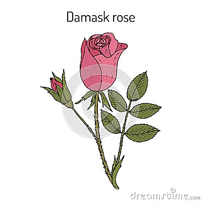 Damask rose Rosa damascena , ornamental and medicinal plant Vector Illustration