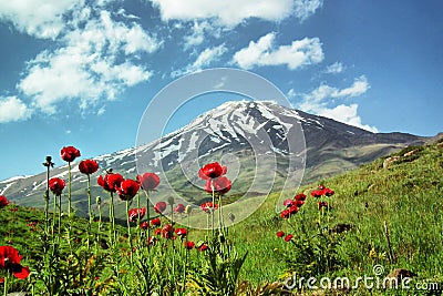 Damavand and Papaver flowers, Iran Stock Photo