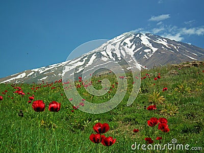 Damavand and poppy flowers , Iran Stock Photo