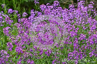 Dame`s Rocket - Hesperis Matronalis Stock Photo