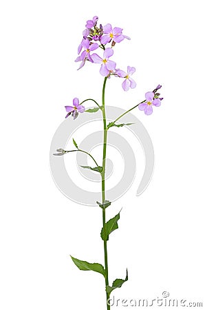 Dame`s Rocket Hesperis matronalis flower Stock Photo