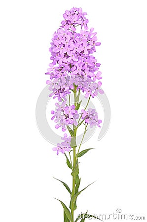 Dame`s Rocket Hesperis matronalis flower Stock Photo