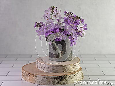 Dameâ€™s rocket purple wildflowers brought indoors in a metal watering can sitting on top of two pieces of real wood on a white Stock Photo