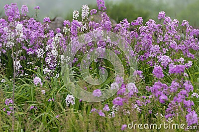 Dames Rocket blooming in the fog at the Gettysburg National Military Park, Site of the bloodiest battle of the Civil War. Stock Photo