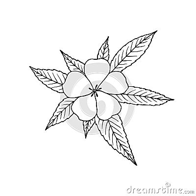 Damiana Turnera diffusa. Ingredient of traditional Mexican liqueur. Vector Illustration