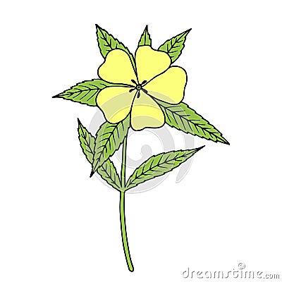 Damiana Turnera diffusa. Ingredient of traditional Mexican liqueur. Vector Illustration