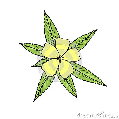 Damiana Turnera diffusa. Vector hand drawn sketch Vector Illustration