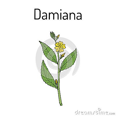 Damiana Turnera diffusa , medicinal plant Vector Illustration