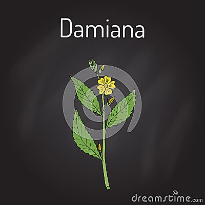 Damiana Turnera diffusa , medicinal plant Vector Illustration