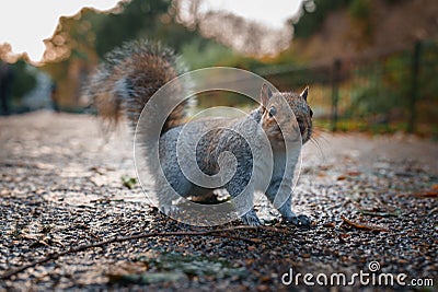 Alert Grey Squirrel on a LeafStrewn Path in London's Chilly Winter Season Stock Photo