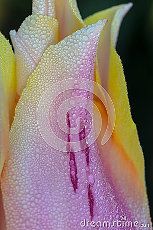 Damp Petal Abstract Stock Photo