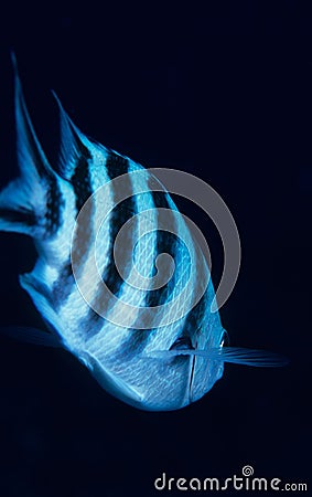 Damsel fish Stock Photo