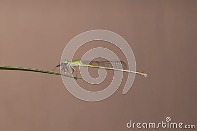 Damsel fly Stock Photo