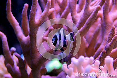 Four Stripe Damselfish - Dascyllus melanurus Stock Photo
