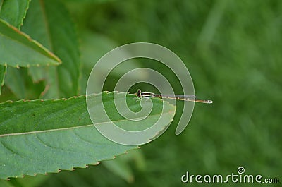 Damselflies are hemimetabolous insects.Their larvae, known as naiads or nymphs.scientific name Zygoptera. Stock Photo