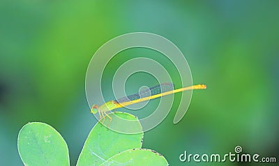 Damselflies insects Stock Photo