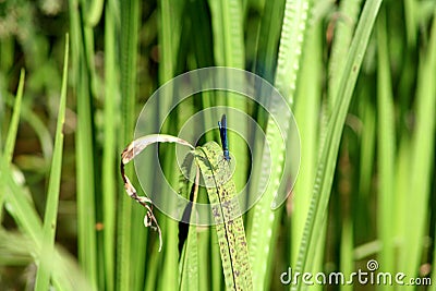 Damselflies are insects of the suborder Zygoptera Stock Photo