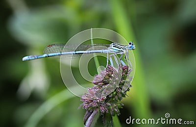 Damselflies are insects of the suborder Zygoptera in the order Odonata. Stock Photo