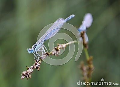 Damselflies are insects of the suborder Zygoptera in the order Odonata. Stock Photo