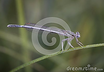 Damselflies are insects of the suborder Zygoptera in the order Odonata. Stock Photo