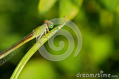 Damselflies, insects, nature, natural Stock Photo