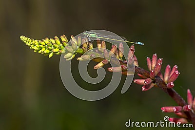 Damselfly On An Aloe Flower Stock Photo