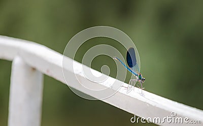 Damselfly Stock Photo