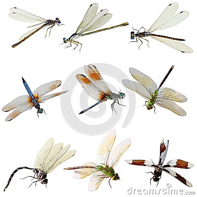 Damselfly and Dragonfly Stock Photo
