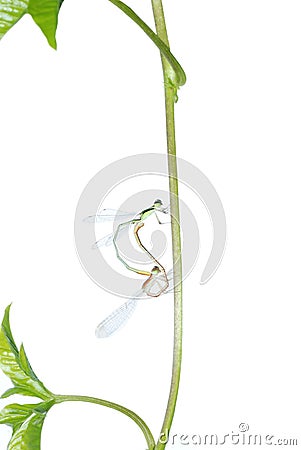 Damselfly dragonfly mating isolated Stock Photo