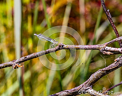 Damselfly, dragonfly possibly Ischnura perparva, the western forktail, a species of narrow-winged damselfly Stock Photo