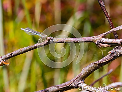 Damselfly, dragonfly possibly Ischnura perparva, the western forktail, a species of narrow-winged damselfly Stock Photo