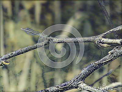 Damselfly, dragonfly possibly Ischnura perparva, the western forktail, a species of narrow-winged damselfly Stock Photo