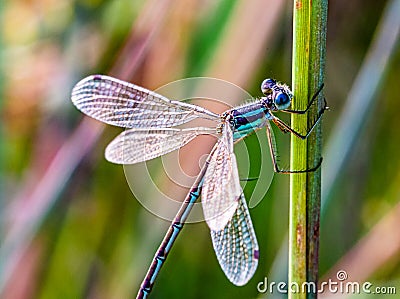 Damselfly, dragonfly, possibly Lestes tridens, species of damselfly, spreadwings. Stock Photo