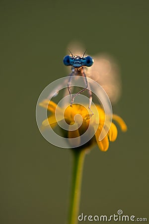 The damselfly Enallagma cyathigerum in the dew in backlight in the early morning dries its wings Stock Photo