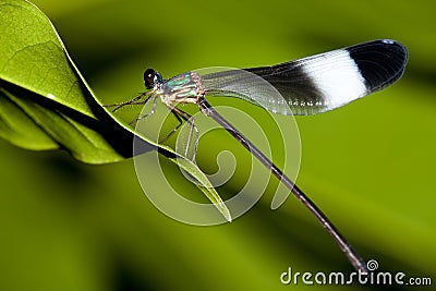Damselfly mix with green color Stock Photo