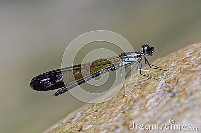 Damselfly in the parks Stock Photo