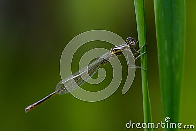 A damselfly resting on grass Stock Photo